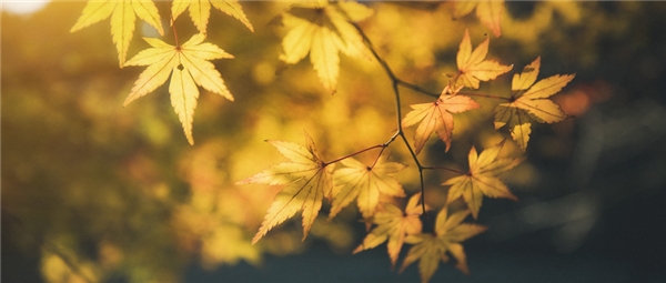 防秋燥，先润肺，秋季养肺可服仲景麦味地黄丸